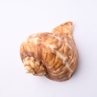 Pendente Conchiglia Rapana Rapiformis 8x6 cm