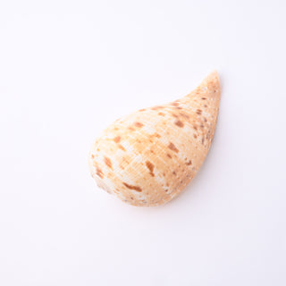 Pendente Conchiglia Ficus Gracilis 7x4 cm