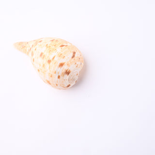 Pendente Conchiglia Ficus Gracilis 7x4 cm