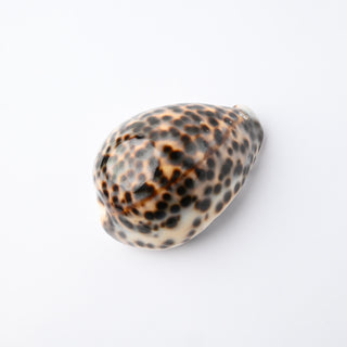 Pendente Conchiglia Cypraea Tigris 6,5x4,5 cm
