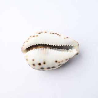 Pendente Conchiglia Cypraea Tigris 6,5x4,5 cm