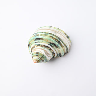 Pendente Conchiglia Turbo Petholatus Verde Fasciato 6x4 cm