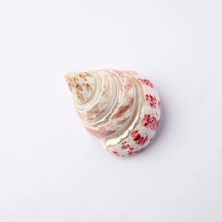 Pendente Conchiglia Tectus Pyramis Strawberry Intarsiata 5x4,5 cm