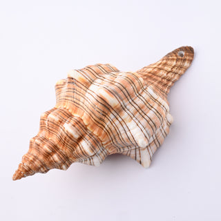 Pendente Conchiglia Fasciolaria Trapezium