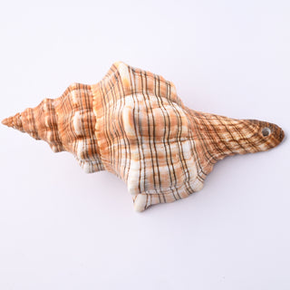 Pendente Conchiglia Fasciolaria Trapezium