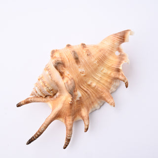 Pendente Conchiglia Lambis Lambis 11x6 cm