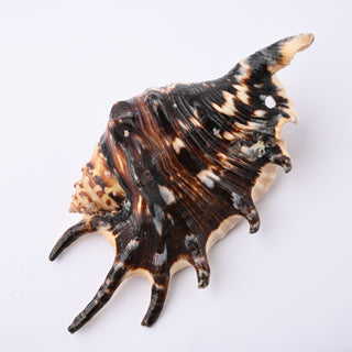 Pendente Conchiglia Lambis Lambis Nero 11x6 cm